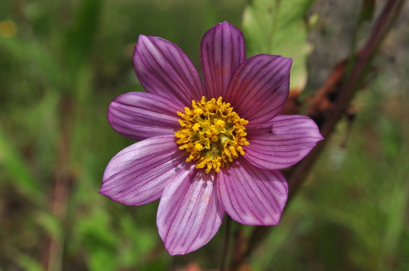 Cosmos montanus photo 2