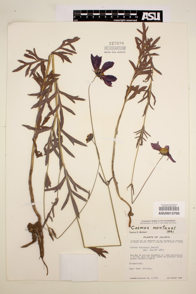 Cosmos montanus photo 4