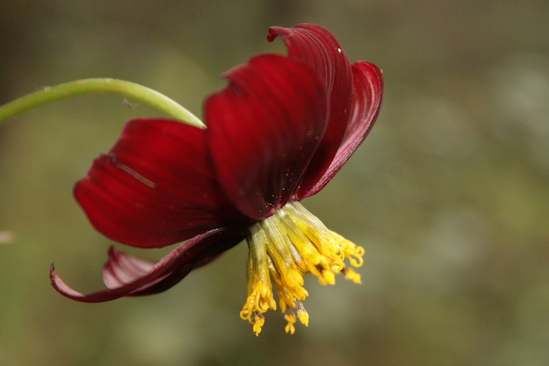 Cosmos nelsonii photo 3