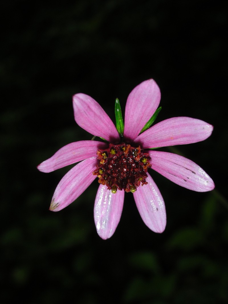 Cosmos nitidus photo 2