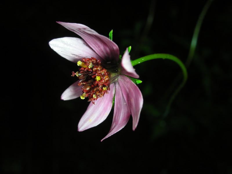 Cosmos nitidus