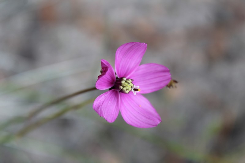 Cosmos ochroleucoflorus