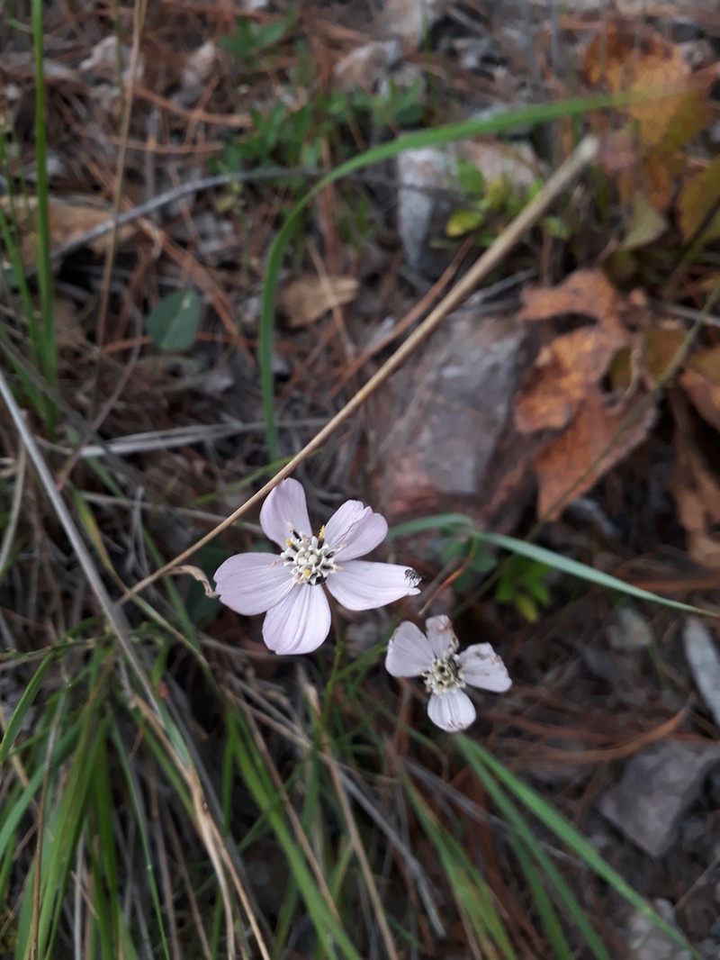 Cosmos ochroleucoflorus photo 2