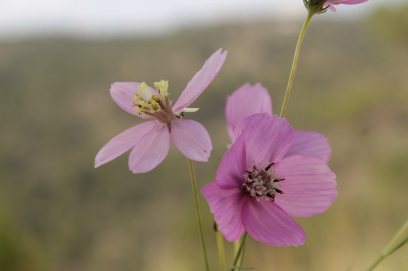Cosmos ochroleucoflorus photo 3