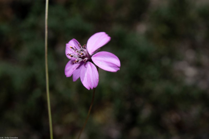 Cosmos ochroleucoflorus photo 4