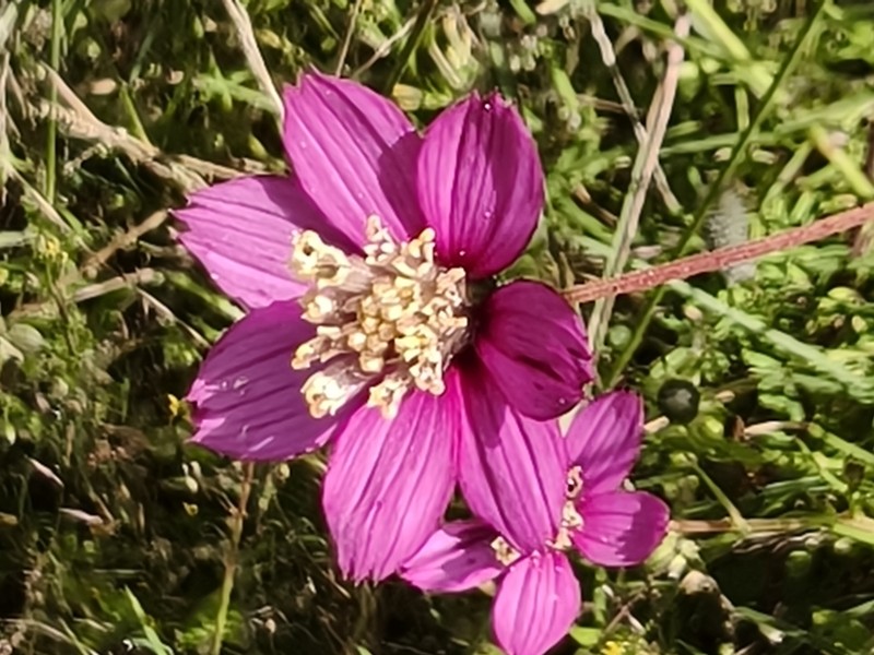 Cosmos ochroleucoflorus photo 5