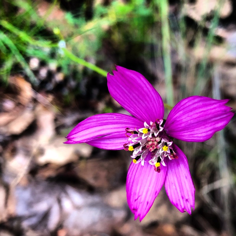 Cosmos ochroleucoflorus photo 6