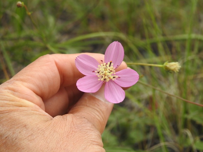 Cosmos ochroleucoflorus photo 7