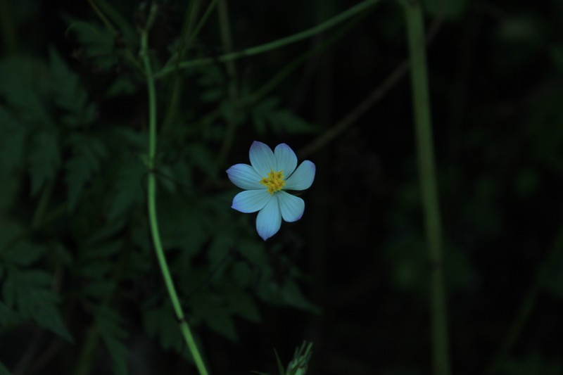 Cosmos pacificus