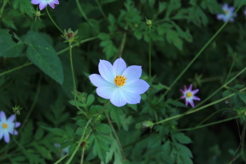 Cosmos pacificus photo 2