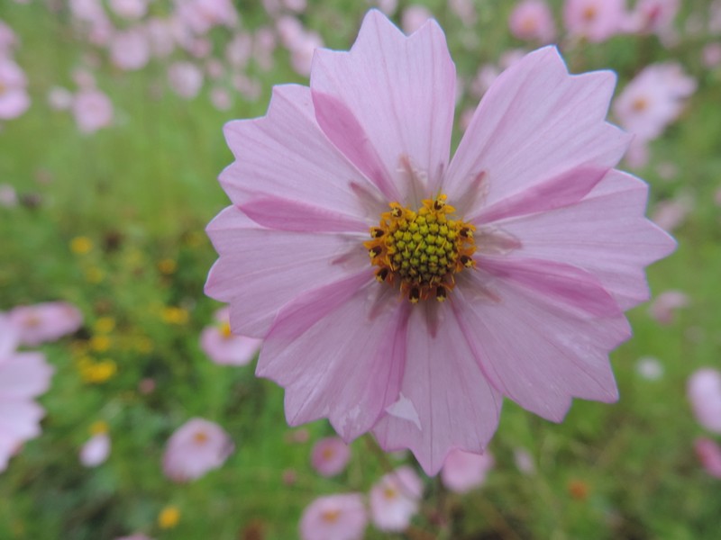 Cosmos pacificus photo 3