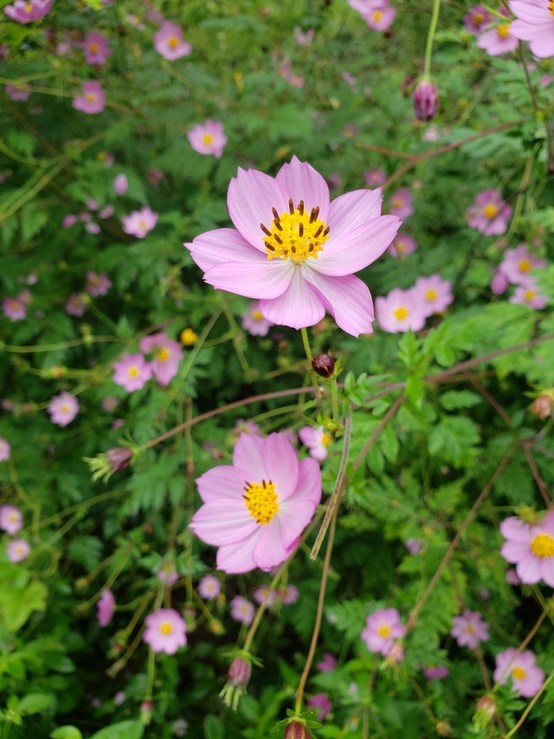 Cosmos pacificus photo 4