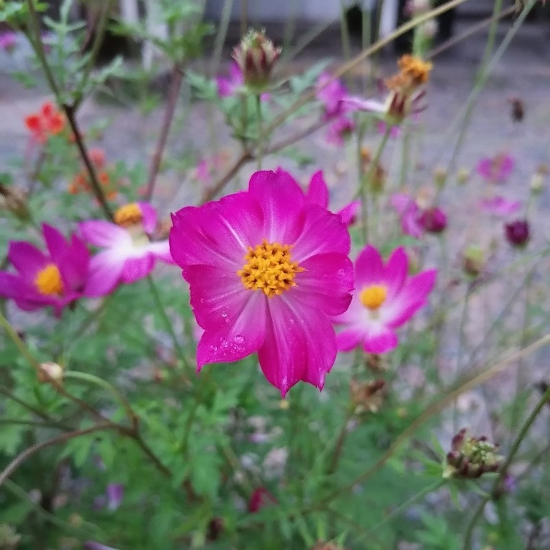 Cosmos pacificus photo 5