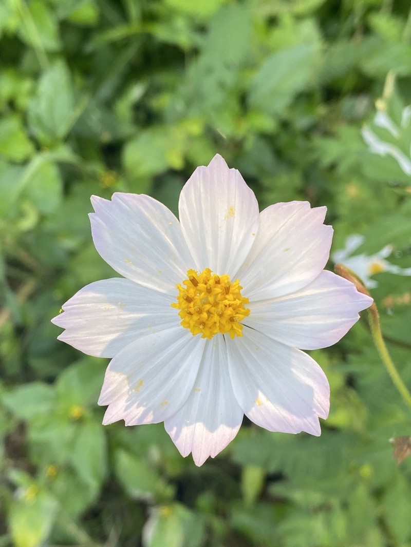 Cosmos pacificus photo 6