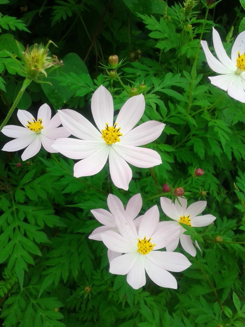 Cosmos pacificus photo 7