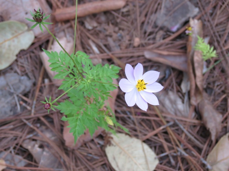 Cosmos pacificus photo 8