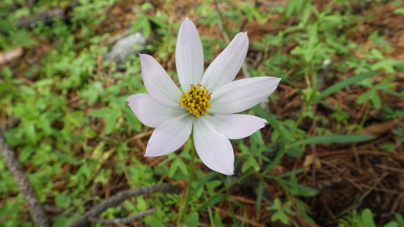 Cosmos palmeri