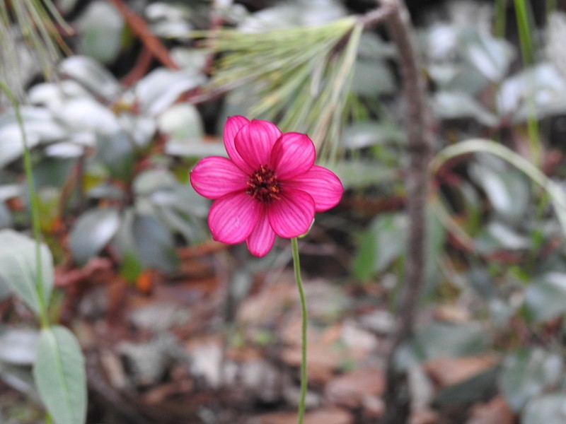 Cosmos palmeri photo 2