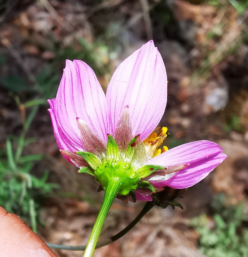 Cosmos palmeri photo 3