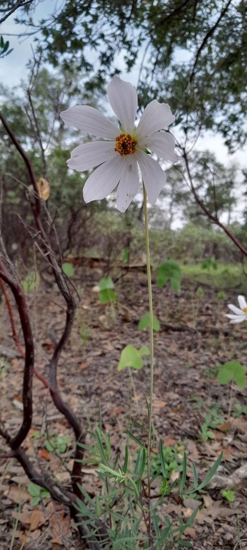 Cosmos palmeri photo 4