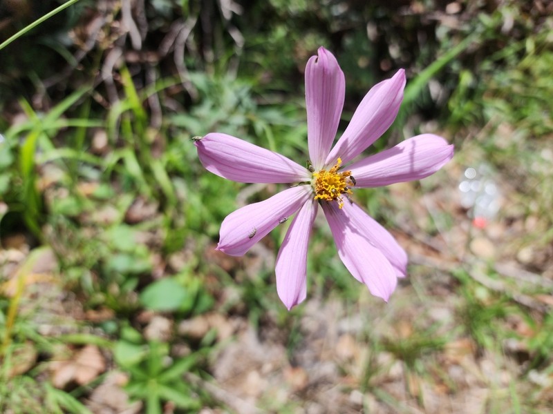 Cosmos palmeri photo 5