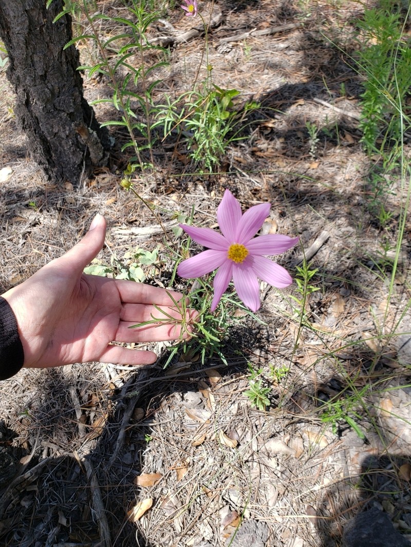 Cosmos palmeri photo 6