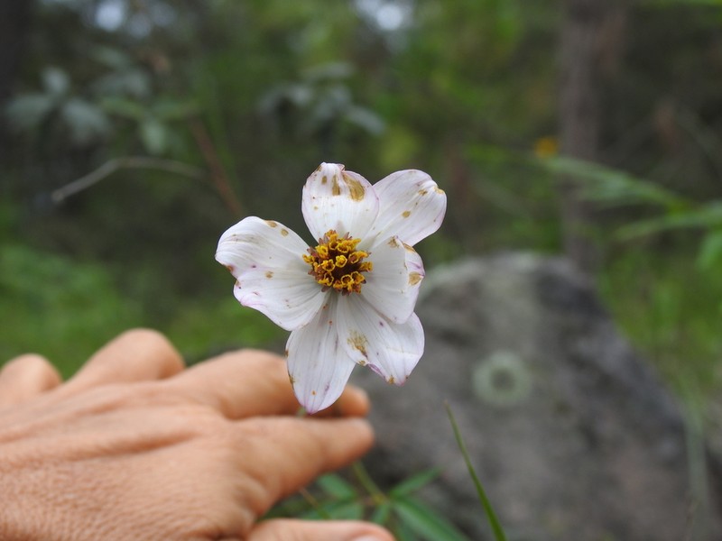 Cosmos palmeri photo 7