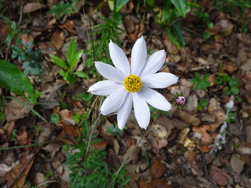 Cosmos palmeri photo 8