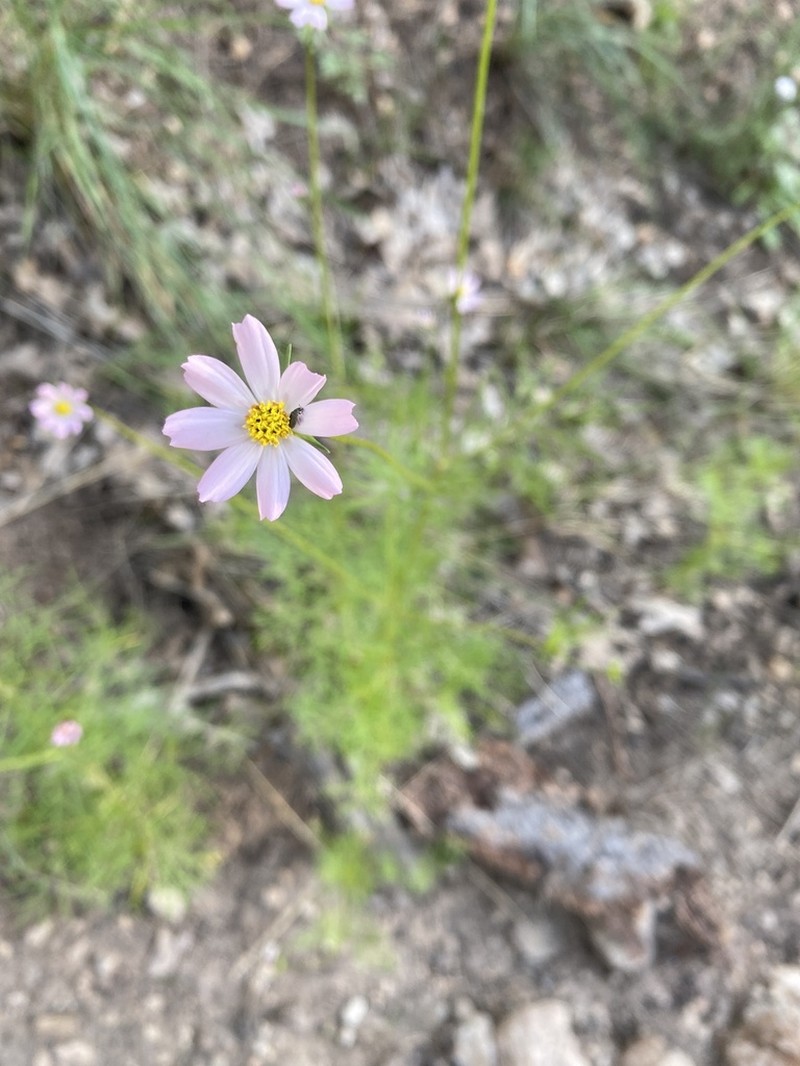 Southwestern Cosmos