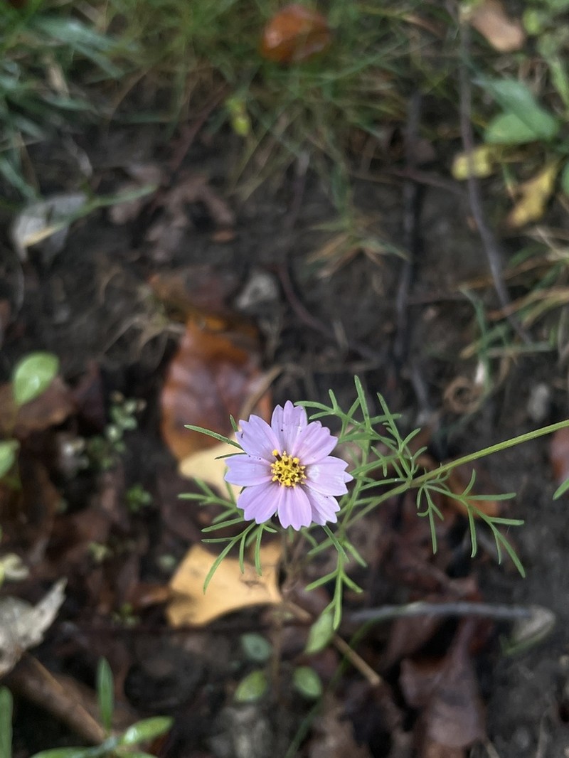 Southwestern Cosmos photo 2