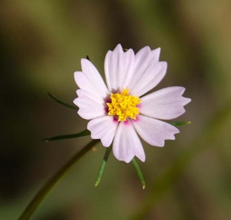 Southwestern Cosmos photo 4