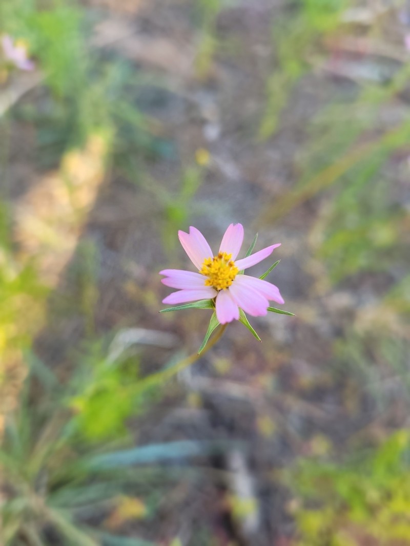 Southwestern Cosmos photo 5