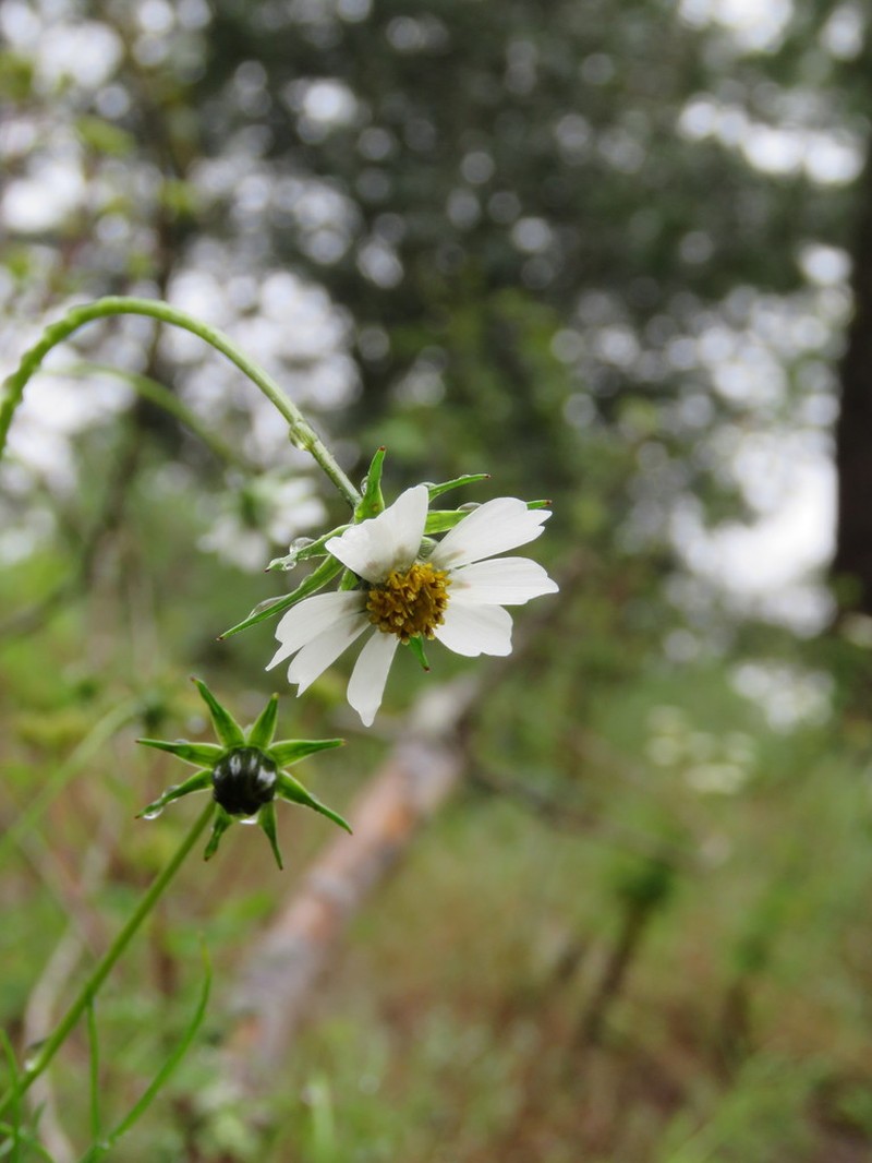 Southwestern Cosmos photo 6