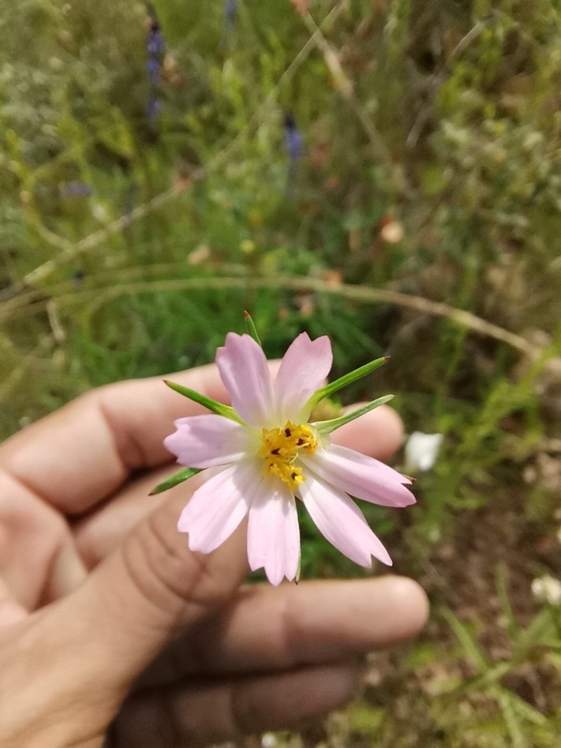 Southwestern Cosmos photo 7
