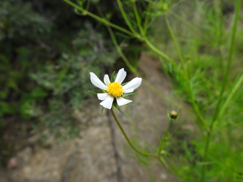 Southwestern Cosmos photo 8
