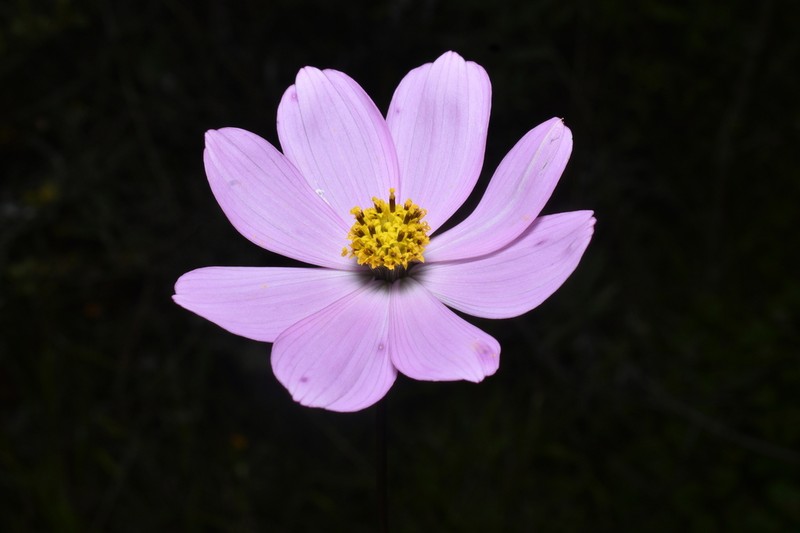 Cosmos peucedanifolius