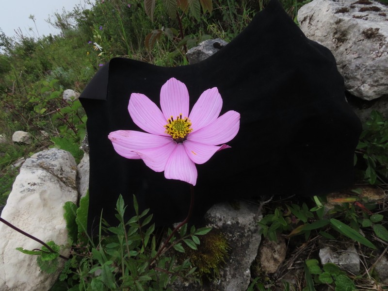 Cosmos peucedanifolius photo 2