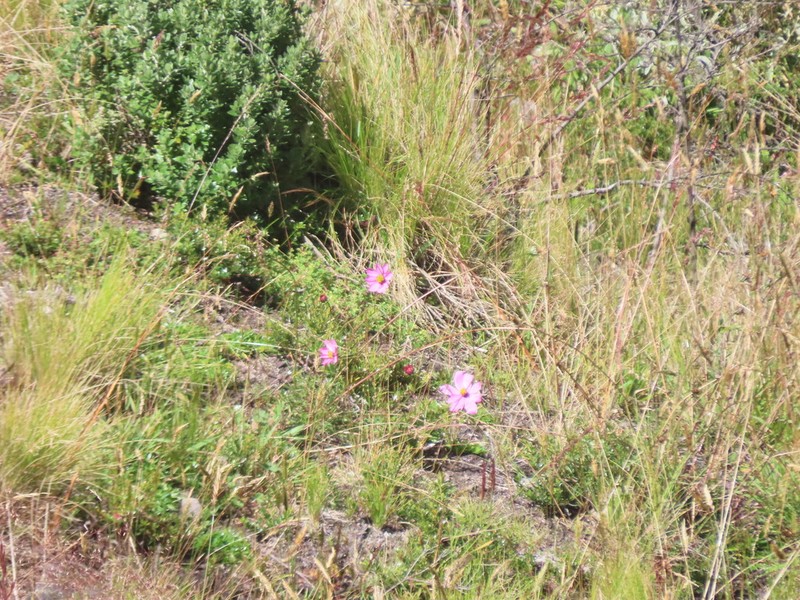 Cosmos peucedanifolius photo 3