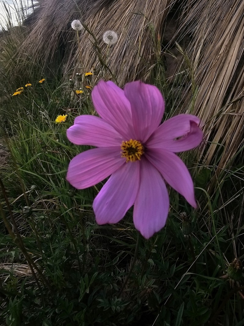 Cosmos peucedanifolius photo 4