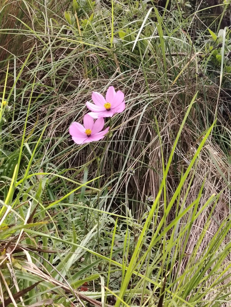 Cosmos peucedanifolius photo 5