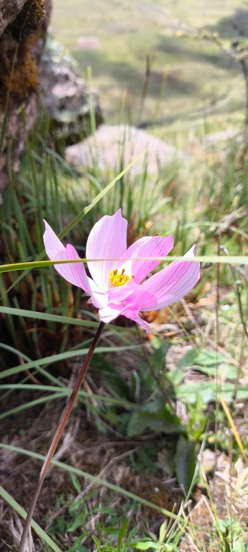 Cosmos peucedanifolius photo 6