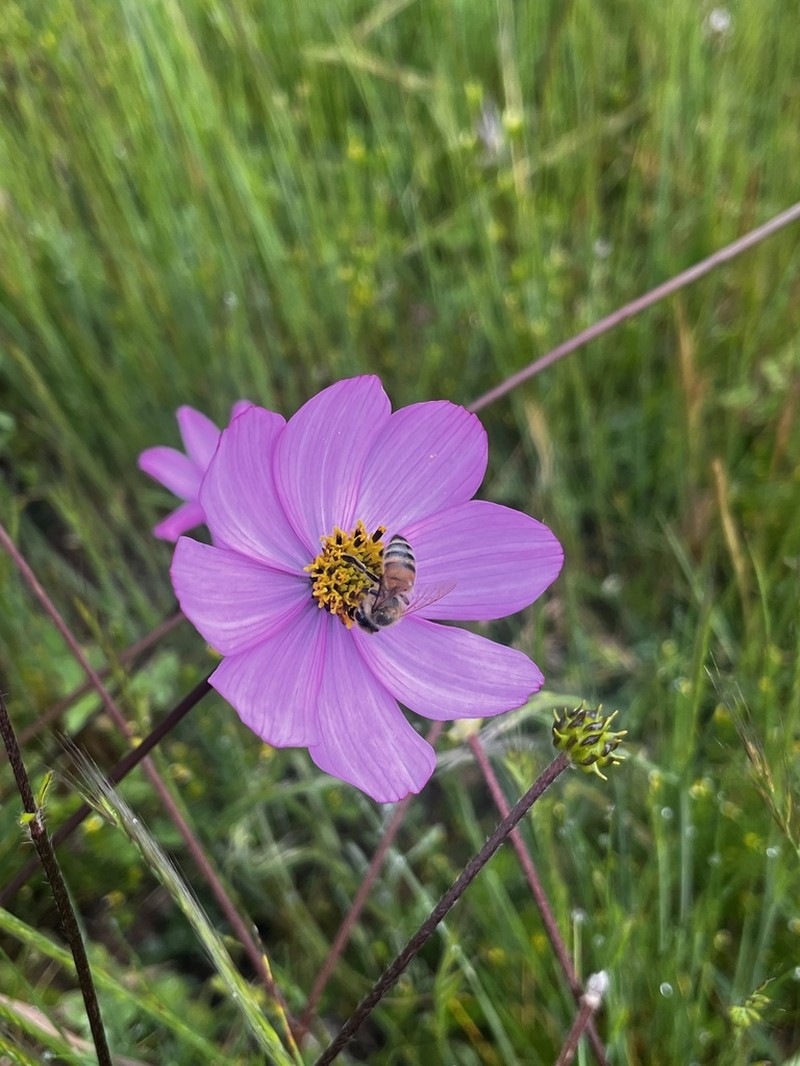 Cosmos peucedanifolius photo 7