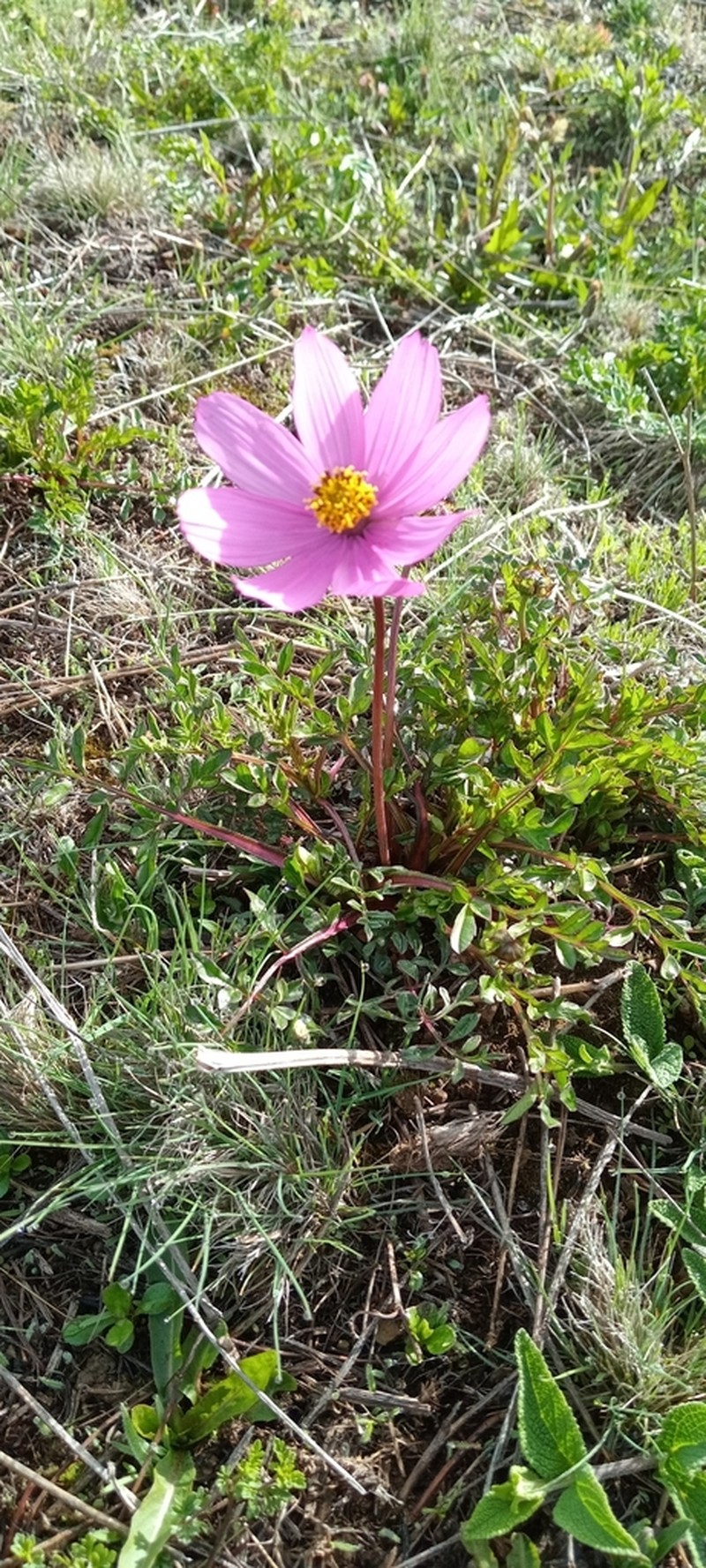 Cosmos peucedanifolius photo 8