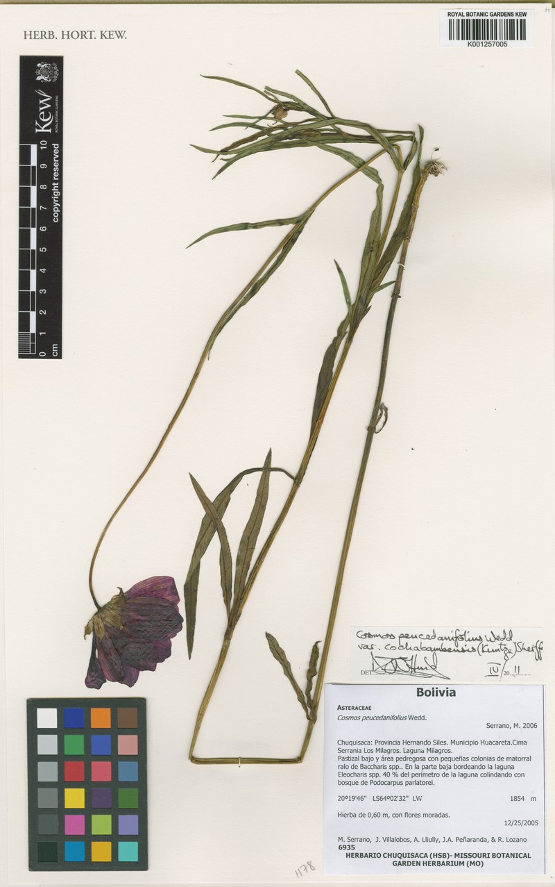 Cosmos peucedanifolius var. cochabambensis