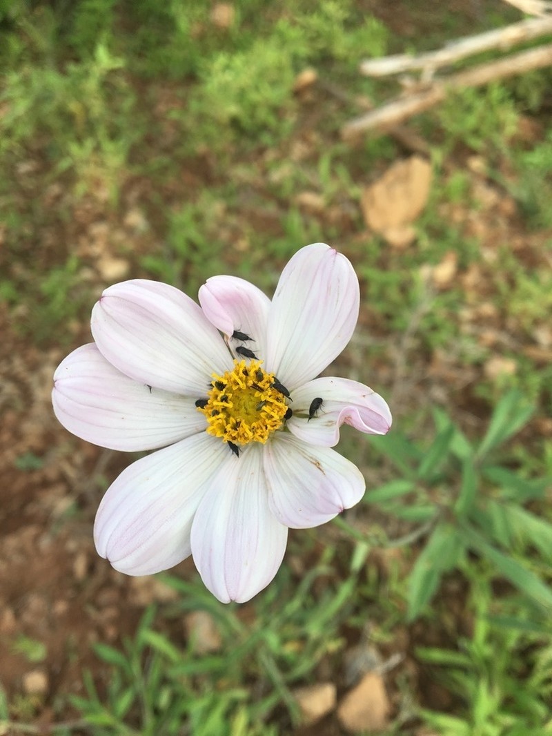 Cosmos pringlei photo 2