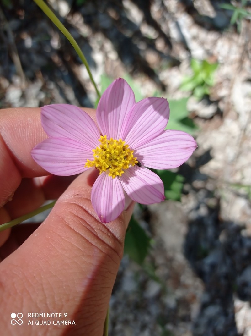 Cosmos pringlei photo 3