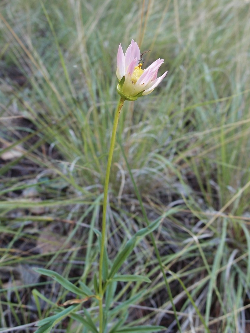 Cosmos pringlei photo 4