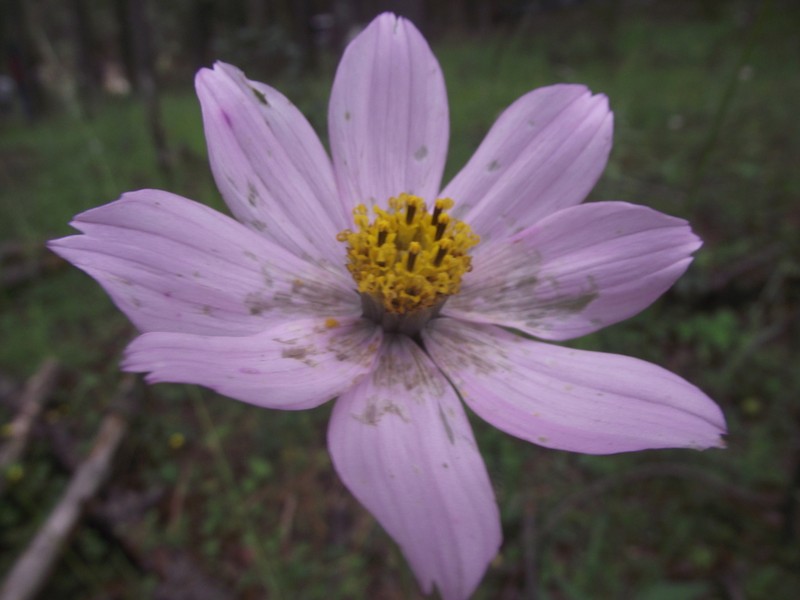 Cosmos pringlei photo 5