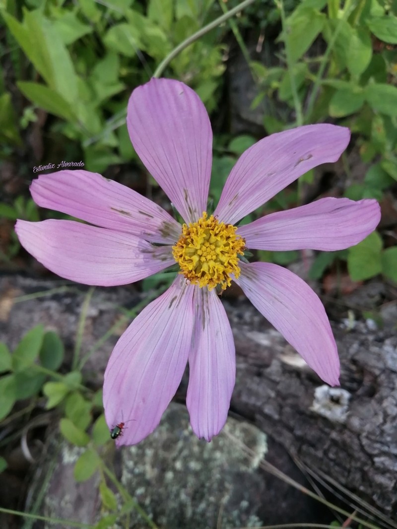 Cosmos pringlei photo 6