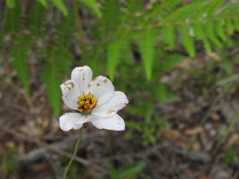 Cosmos pringlei photo 7